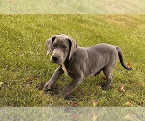 Great Dane Puppy for sale in MIDDLEBURY, IN, USA