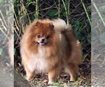 Small #1 Pomeranian