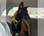 Small #1 Mutt