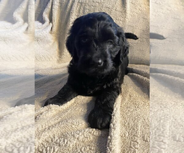 Medium Photo #4 Goldendoodle Puppy For Sale in PARKER CITY, IN, USA