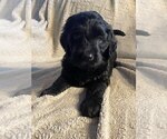 Small #3 Goldendoodle