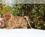 Small #5 ShihPoo