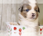 Small Photo #23 Miniature Australian Shepherd Puppy For Sale in STAFFORD, VA, USA