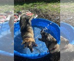Small #33 German Shepherd Dog