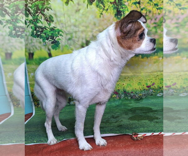 Medium Photo #3 ShiChi Puppy For Sale in Wetumpka, AL, USA