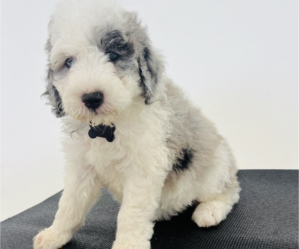 Medium Photo #20 Sheepadoodle Puppy For Sale in HUNTINGTON BEACH, CA, USA