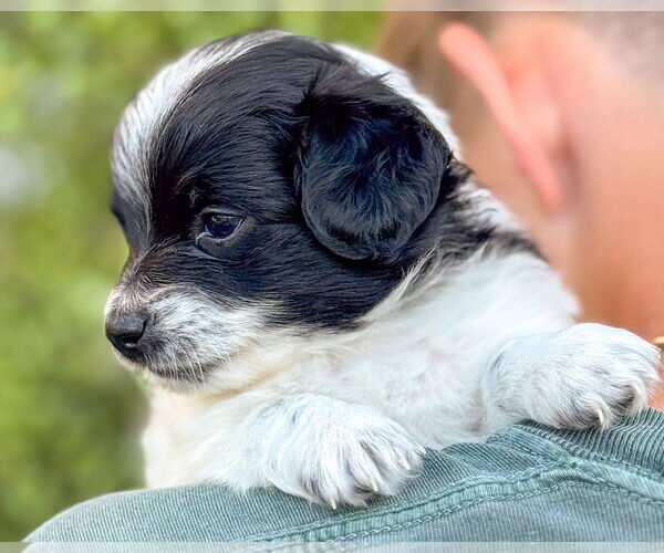 Medium Photo #3 Papillon-Unknown Mix Puppy For Sale in Corona, CA, USA