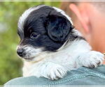 Small #2 Papillon Mix