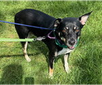 Small #1 Labrador Retriever Mix