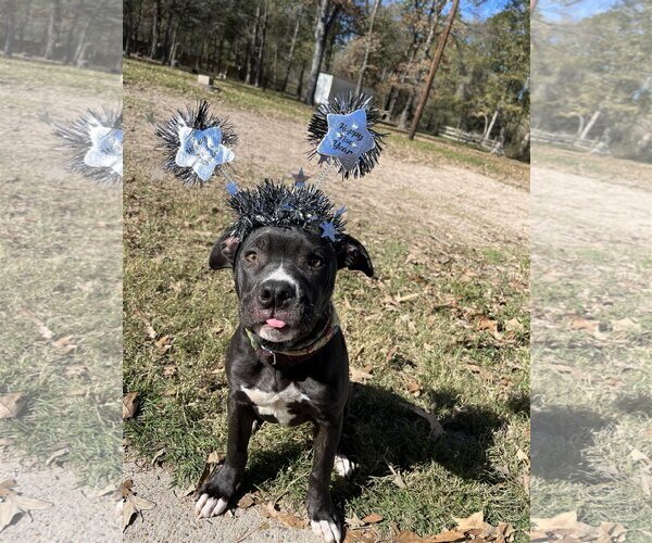 Medium Photo #1 Mutt Puppy For Sale in Katy, TX, USA