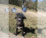 Small Mutt