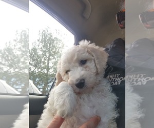 Goldendoodle (Miniature) Puppy for sale in GREELEY, CO, USA