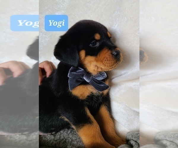 Full screen Photo #8 Rottweiler Puppy For Sale in MIDDLEBURY, IN, USA