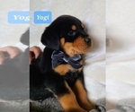 Small Photo #8 Rottweiler Puppy For Sale in MIDDLEBURY, IN, USA