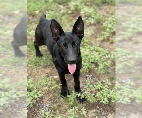 Medium Photo #2 Mutt Puppy For Sale in Pipe Creek, TX, USA