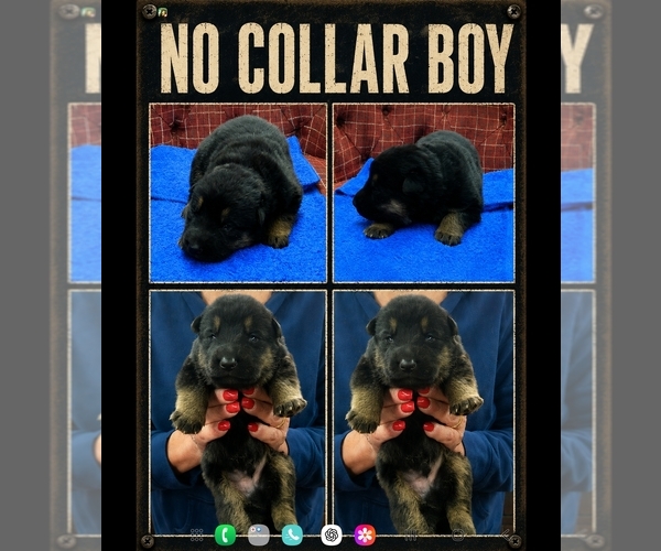Medium Photo #3 German Shepherd Dog Puppy For Sale in GREENSBURG, PA, USA