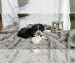 Small Photo #2 Aussie-Poo-Aussiedoodle Mix Puppy For Sale in COLLEGE STA, TX, USA
