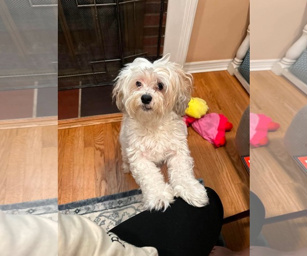 Medium Photo #3 Shih Tzu-Unknown Mix Puppy For Sale in Westwood, NJ, USA