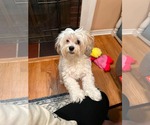 Small #2 Shih Tzu Mix