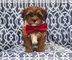 Shih-Poo Puppy for sale in LAKELAND, FL, USA
