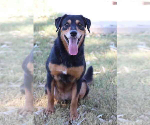 Medium Photo #1 Mutt Puppy For Sale in El Centro, CA, USA