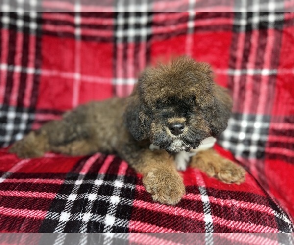 Medium Photo #3 Cockapoo (Miniature) Puppy For Sale in LAKELAND, FL, USA