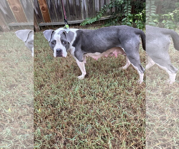 Medium Photo #3 American Staffordshire Terrier-Bull Terrier Mix Puppy For Sale in Holly Springs, NC, USA