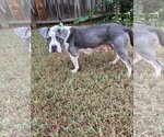 Small #2 American Staffordshire Terrier-Bull Terrier Mix
