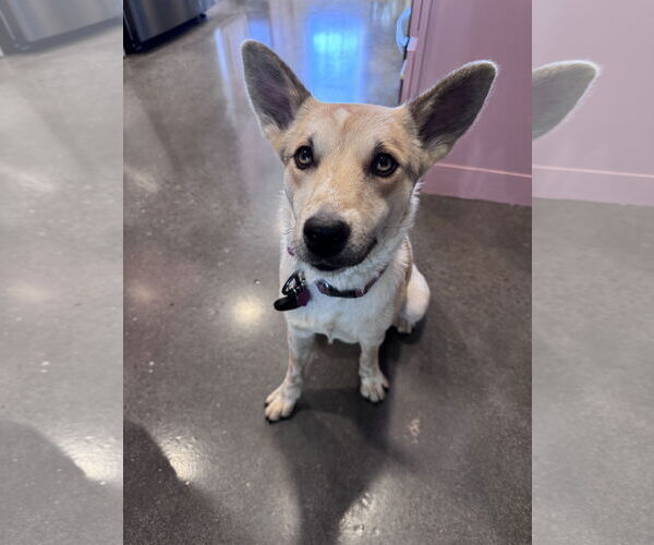 Medium Photo #4 Mutt Puppy For Sale in Greenville, SC, USA