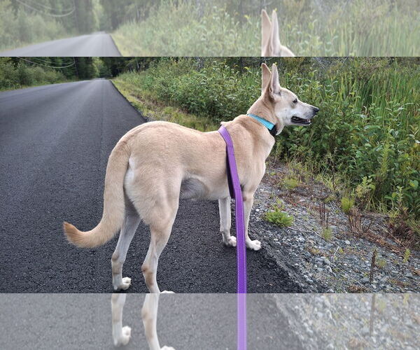 Medium Photo #19 Saluki-Whippet Mix Puppy For Sale in Sebec, ME, USA