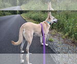 Small #18 Saluki-Whippet Mix