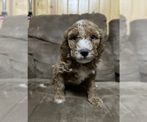 Poodle (Miniature) Puppy for Sale in AKELEY, Minnesota USA
