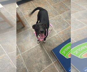 Feist Terrier-Labrador Retriever Mix Dogs for adoption in Monticello, MS, USA