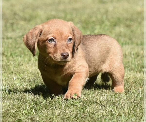 Medium Photo #4 Dachsador Puppy For Sale in Mechanicsburg, PA, USA