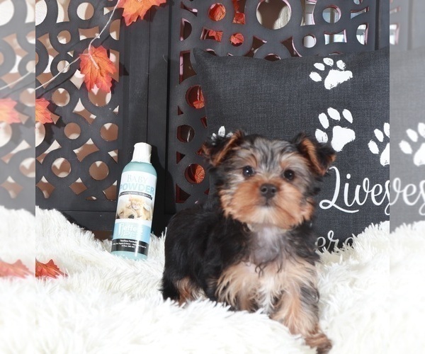 Medium Photo #5 Yorkshire Terrier Puppy For Sale in MOUNT VERNON, OH, USA