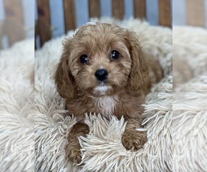 Cavapoo Puppy for sale in DUNDEE, OH, USA