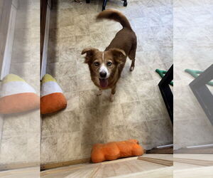 Australian Shepherd-Unknown Mix Dogs for adoption in Raleigh, NC, USA