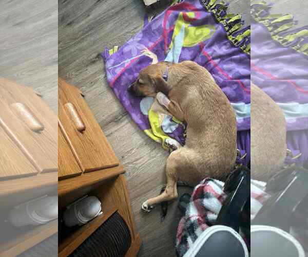 Medium Photo #2 Labrenees Puppy For Sale in Coralville, IA, USA