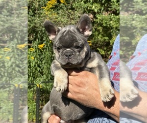 French Bulldog Puppy for sale in MC GRAW, NY, USA