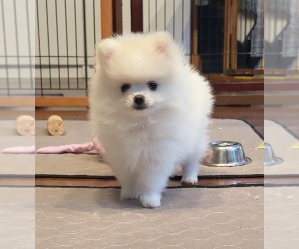 Medium Photo #2 Pomeranian Puppy For Sale in KENNESAW, GA, USA