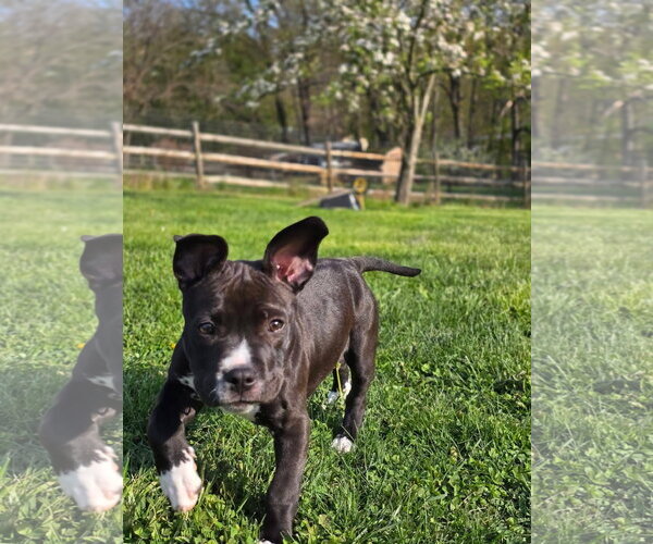 Medium Photo #3 Mutt Puppy For Sale in Derwood, MD, USA