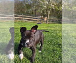 Small #2 Mutt