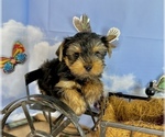Small #22 Yorkshire Terrier