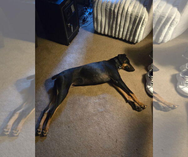 Medium Photo #4 Doberman Pinscher Puppy For Sale in Buffalo, MN, USA