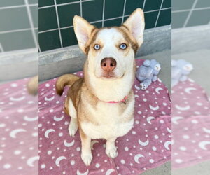 SHILOH - Female Siberian Husky Dog for Adoption - Photo #3