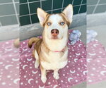 Small #2 Siberian Husky