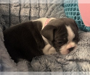 French Bulldog Puppy for sale in PUEBLO, CO, USA