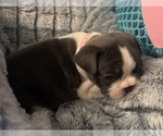 Small French Bulldog