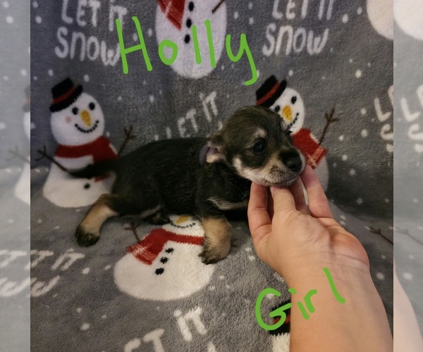 Medium Photo #13 Chizer Puppy For Sale in MONTEZUMA, GA, USA