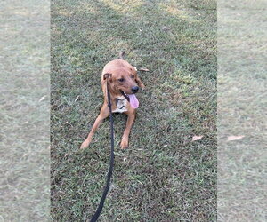 Scooter - Male Mutt Dog for Adoption - Photo #3